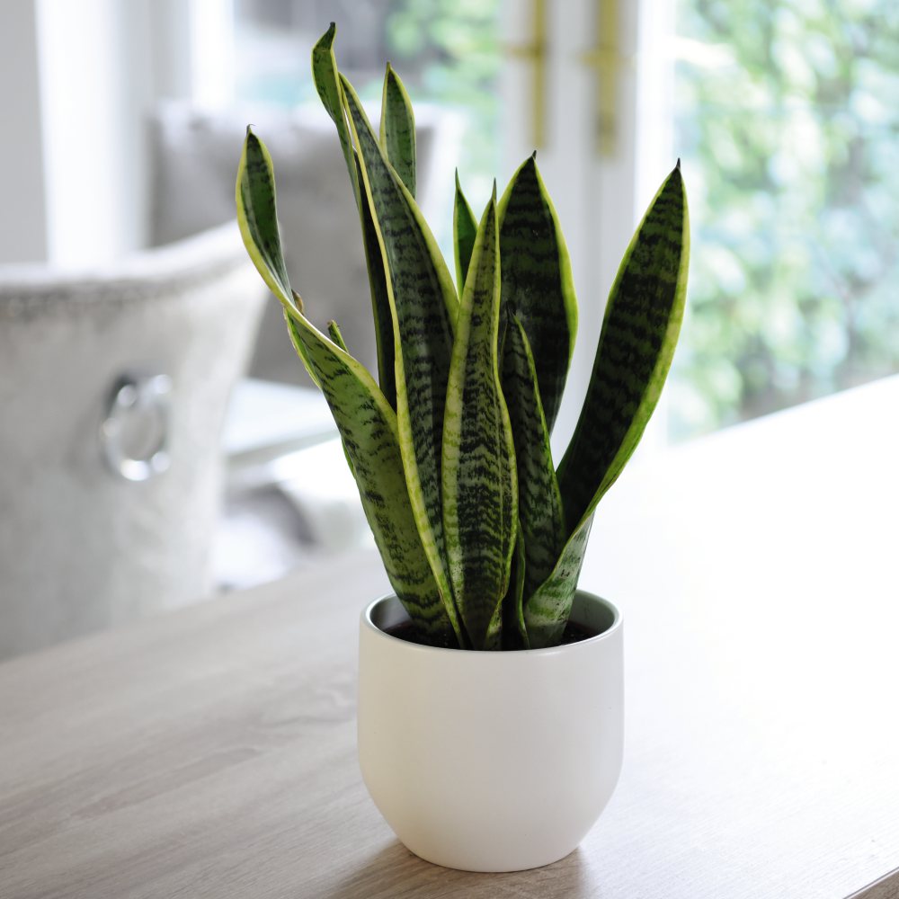 Thompson and Morgan Sansevieria Var. Laurentii Plant Pot and Incredifeed Compost 19cm Image 3
