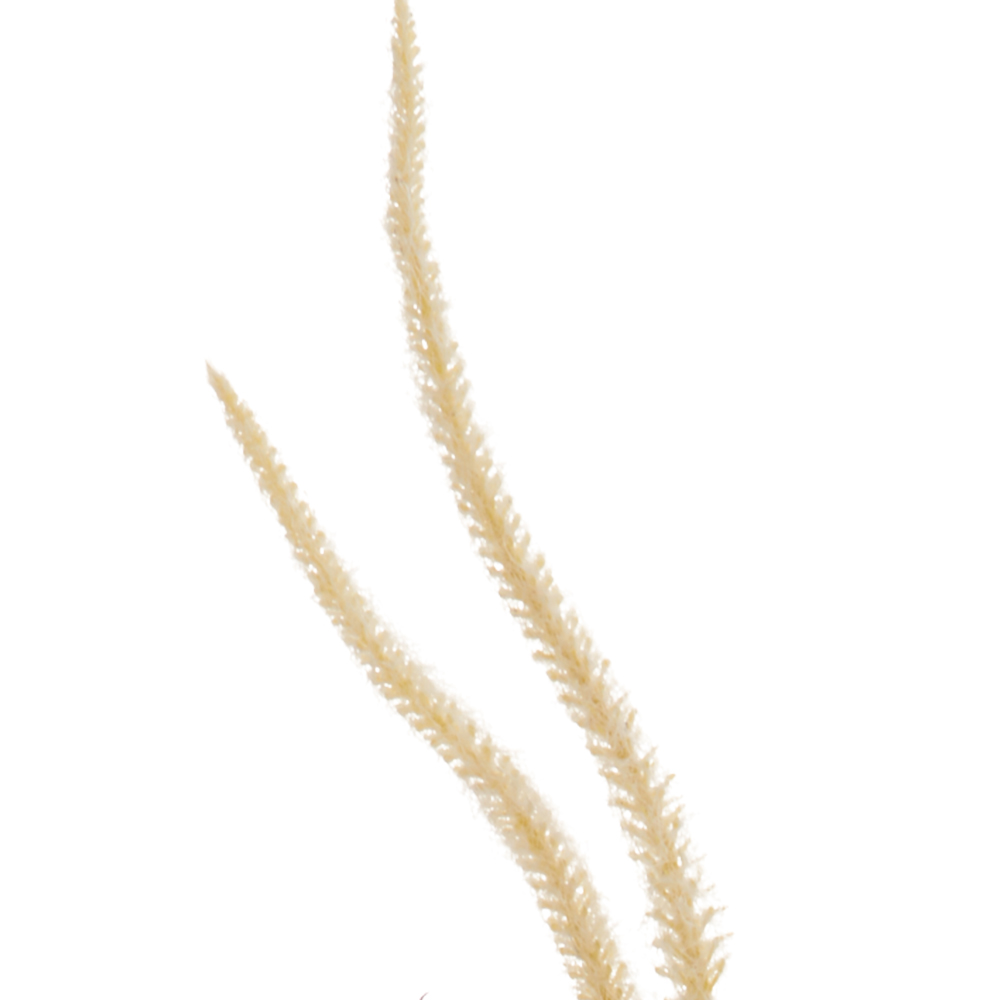 Wilko Pampas Grass Potted Plant Image 6