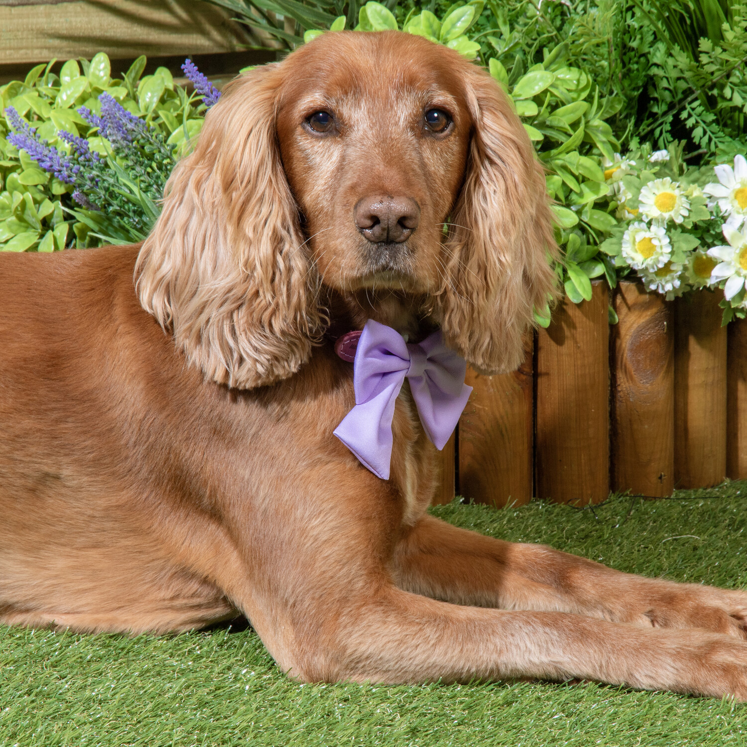 Pack of 3 Wildflower Dog Bows Multicolour Image 8