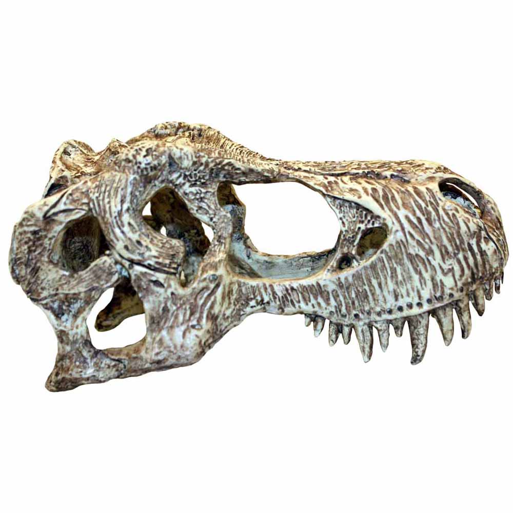 Komodo Large T-Rex Skull Image