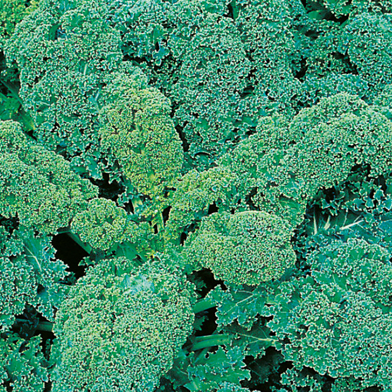 Johnsons Dwarf Green Curled Kale Seeds Image 1