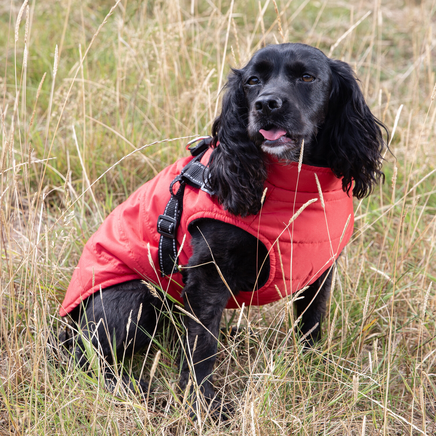 Dog Harness Jacket L Image 8