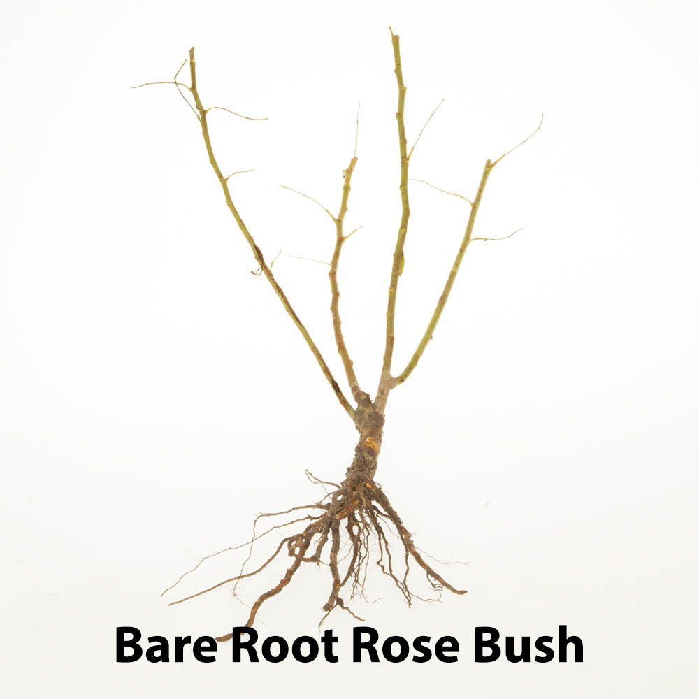 Wilko Peach Melba Climbing Bare Root Rose Image 3