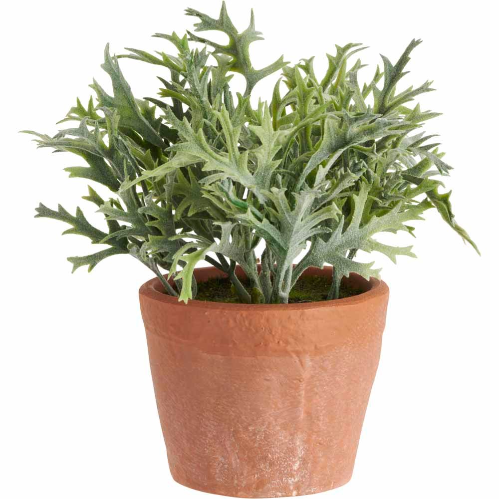 Wilko Assorted Herbs Plant Image 4