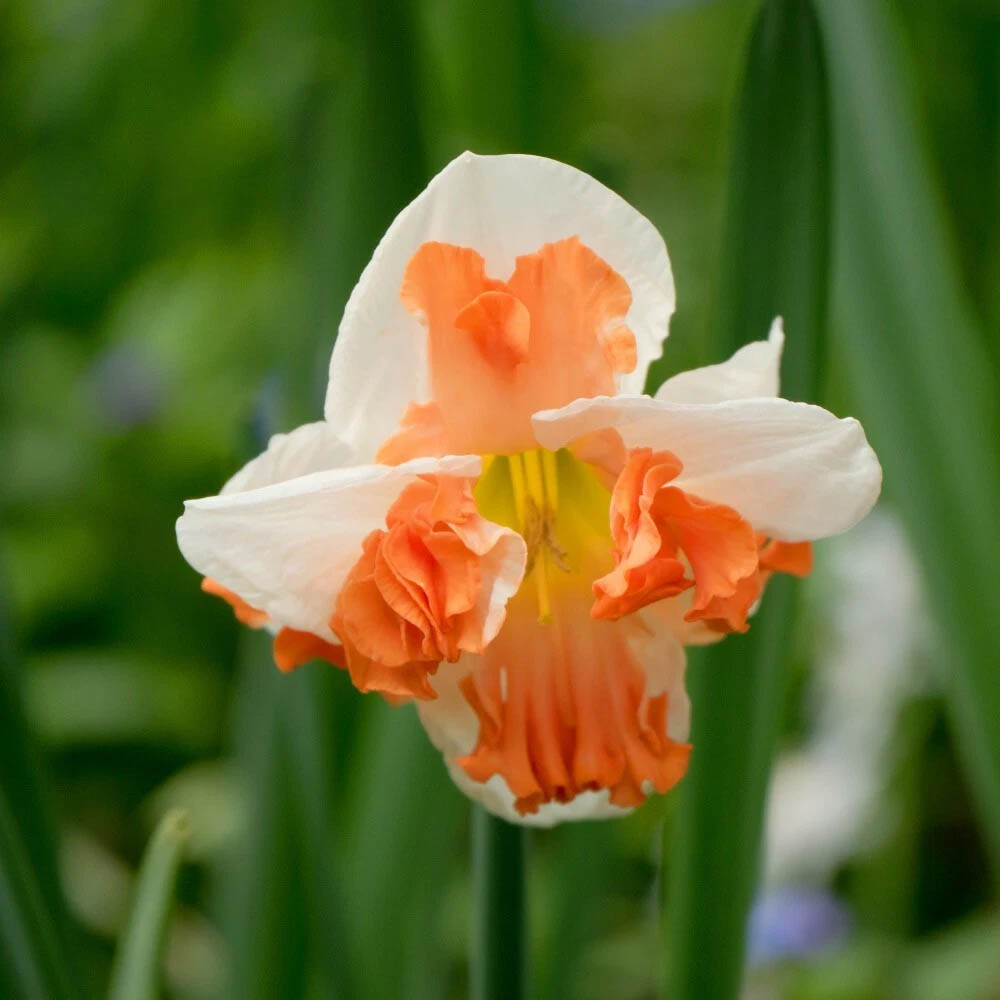 Thompson and Morgan Daffodil Rainbow Butterfly Mixed Spring Planting Bulb 16 Pack Image 5