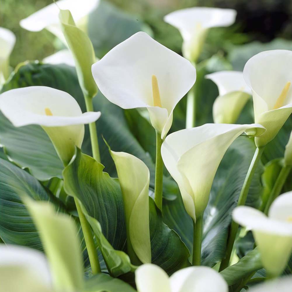 Wilko Calla Lily Spring Planting Bulb Image