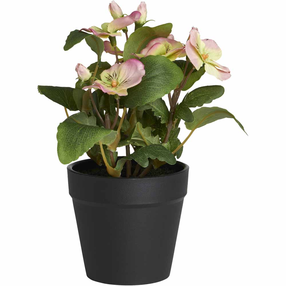 Wilko Potted Flowering Plant Pansy Image 2