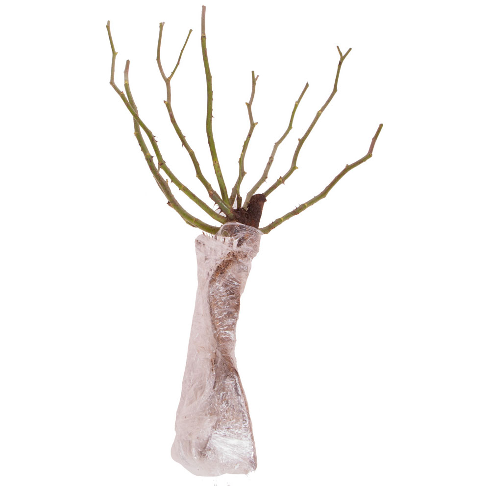 YouGarden Raspberry Ripple Papageno Rose Bare Root Image 3