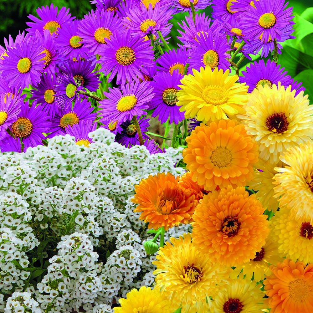 Wilko Summer Flower Bucket - Pollinators 18 x 18 x 17.5cm Image 5