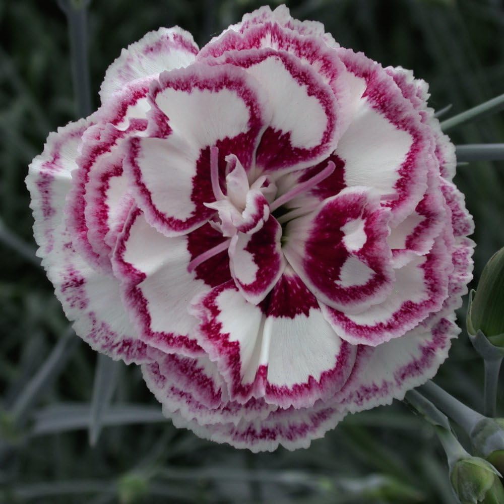 Thompson and Morgan Dianthus Pinks Grans Favourite Plant Pot 9cm 3 Pack Image 3