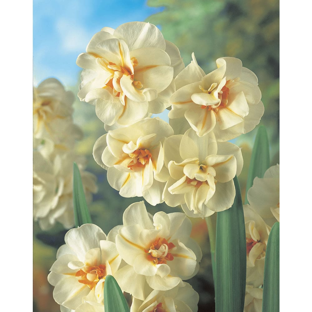 Wilko Daffodil Sir Churchill Bulbs 6 Pack Image 2