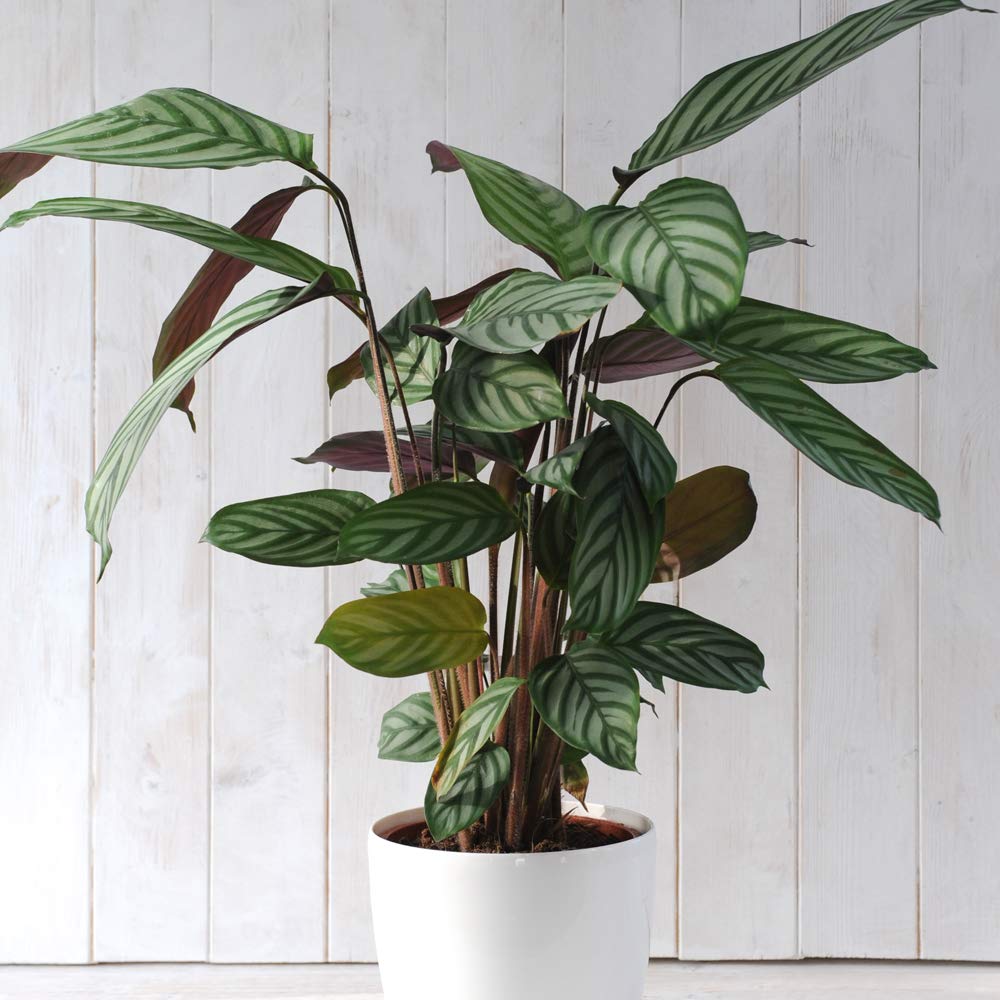 Thompson & Morgan Houseplant Scandi Collection Potted Plant 6 Pack Image 6