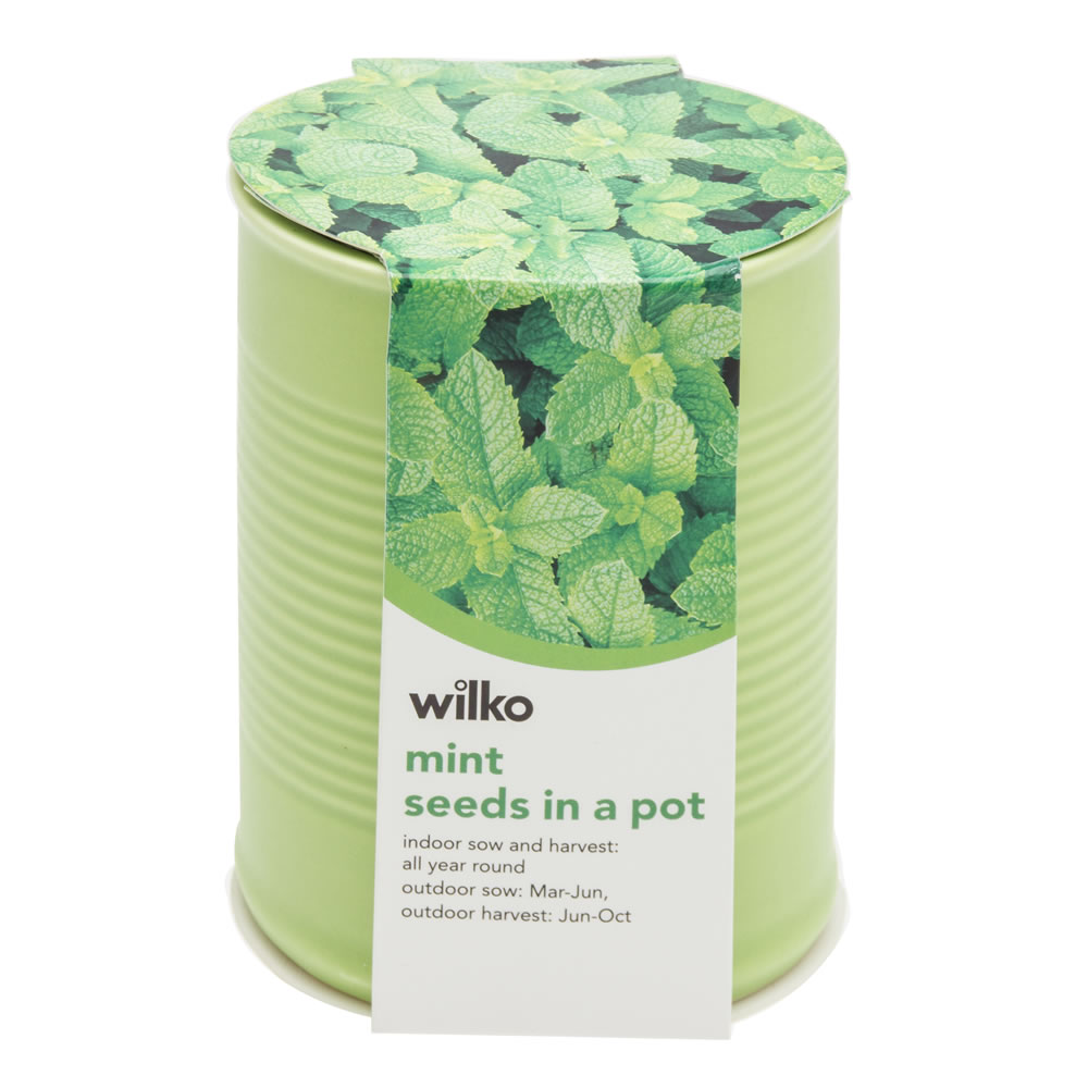 Wilko Mint Seeds in a Pot Image