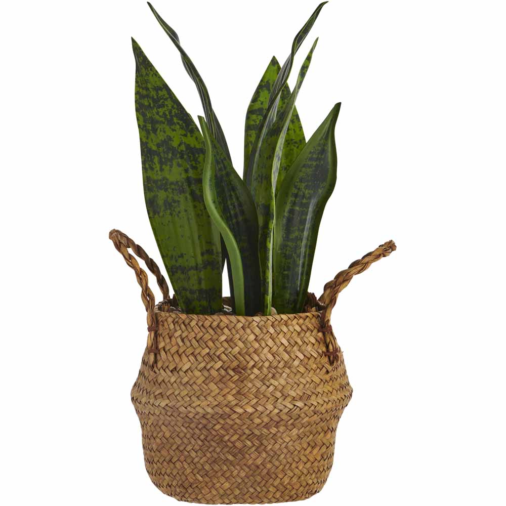 Wilko Snake Plant in Seagrass Basket Plastic / Seagrass/ Stone / Polystrene