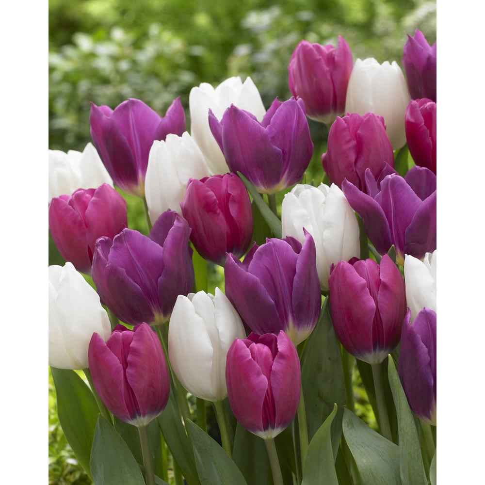 Wilko Autumn Bulbs Tulips Mix White/Purple 1kg Image 2