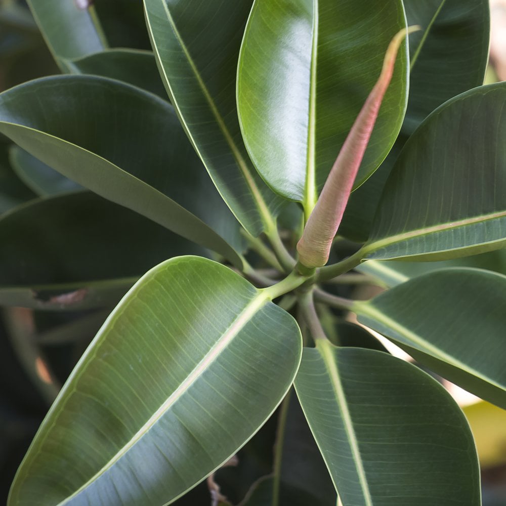 Thompson and Morgan Ficus Indian Rubber Plant Pot 12cm 2 Pack Image 3