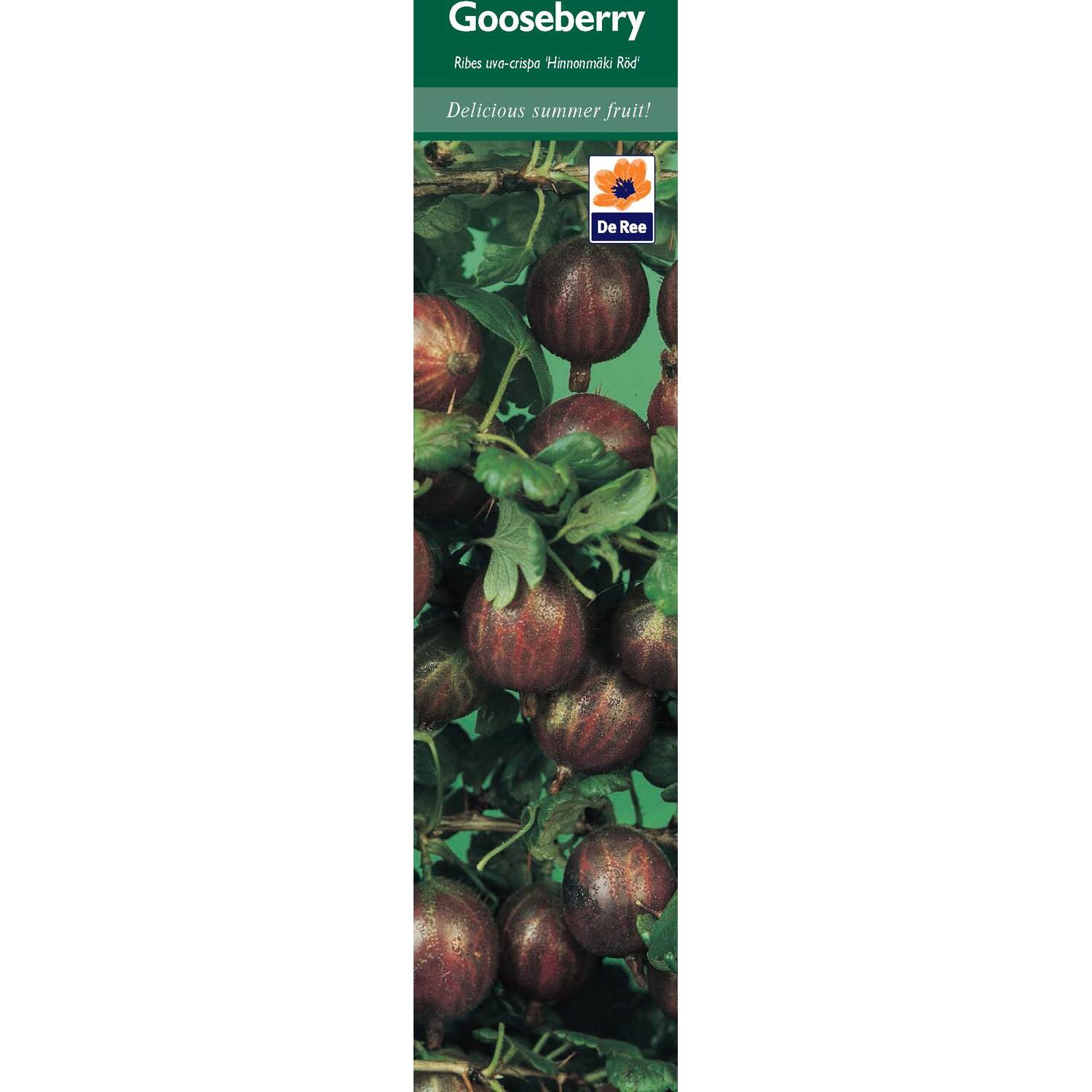 Fruit Plant Seeds - Multicolour Image 4