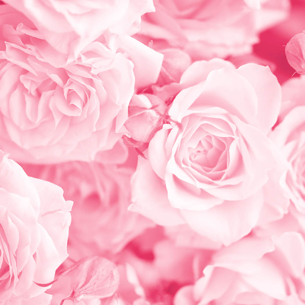 Origin Murals Petals Pink Wall Mural Image 2