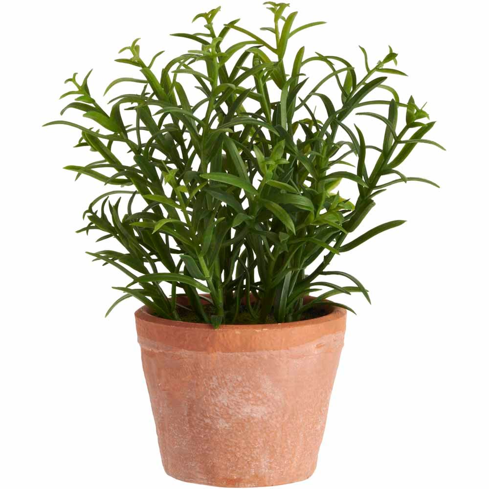 Wilko Assorted Herbs Plant Image 5