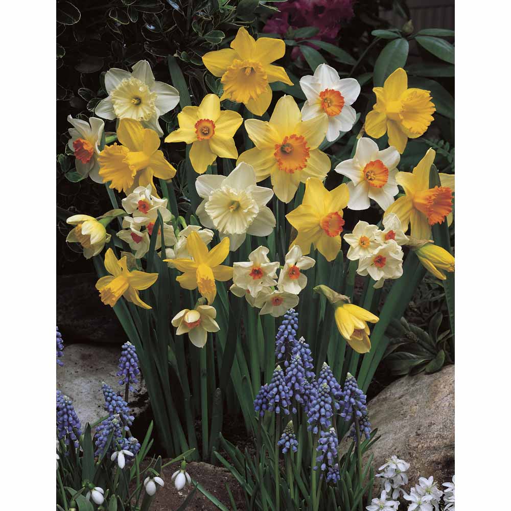 Wilko Daffodil Narcissi Mixed Bulbs 1.5kg Wilko