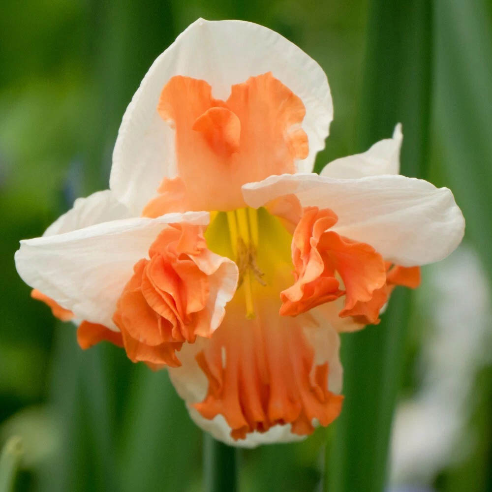 Thompson and Morgan Daffodil Rainbow Butterfly Mixed Spring Planting Bulb 32 Pack Image 1