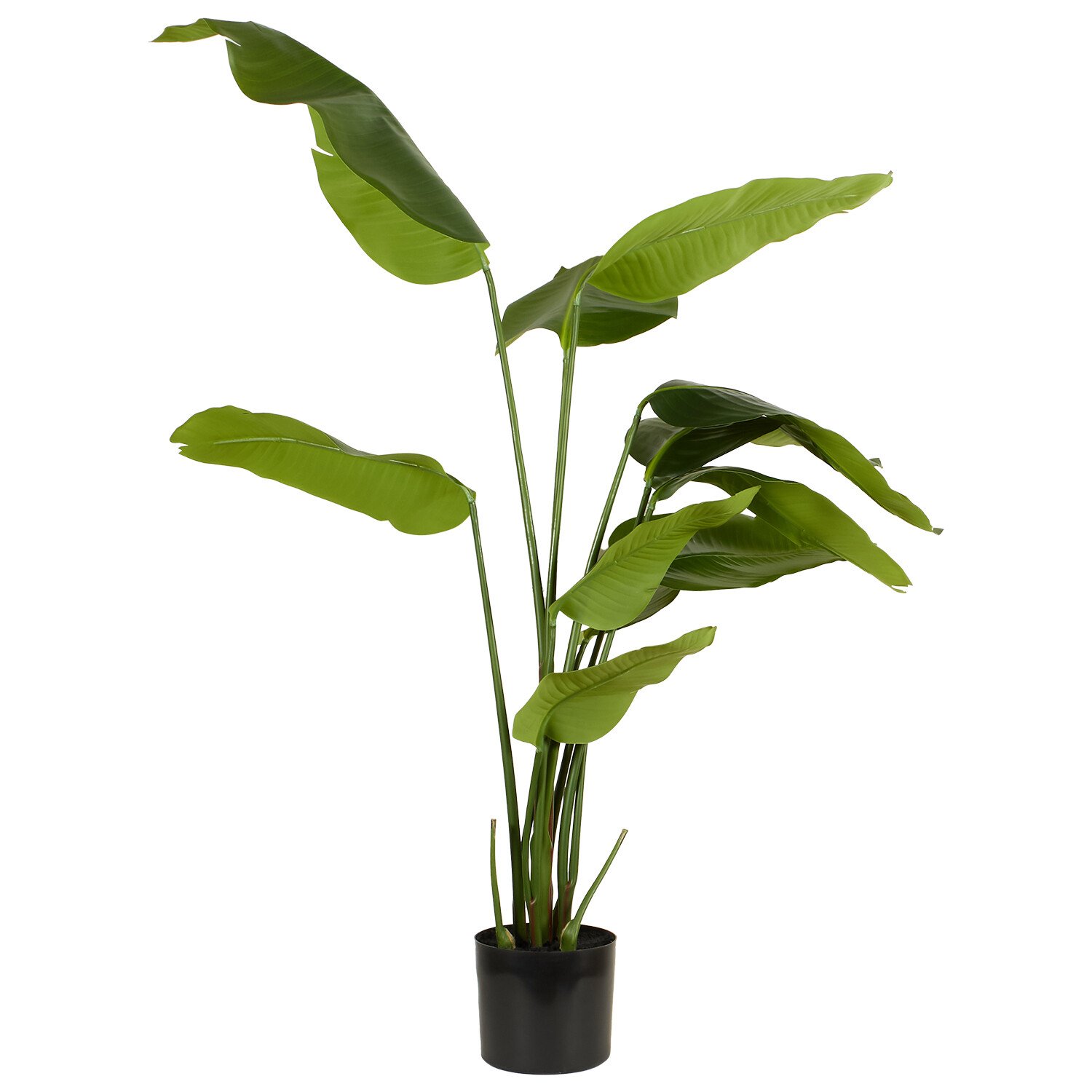 Travellers Palm Tree - Green Image 1