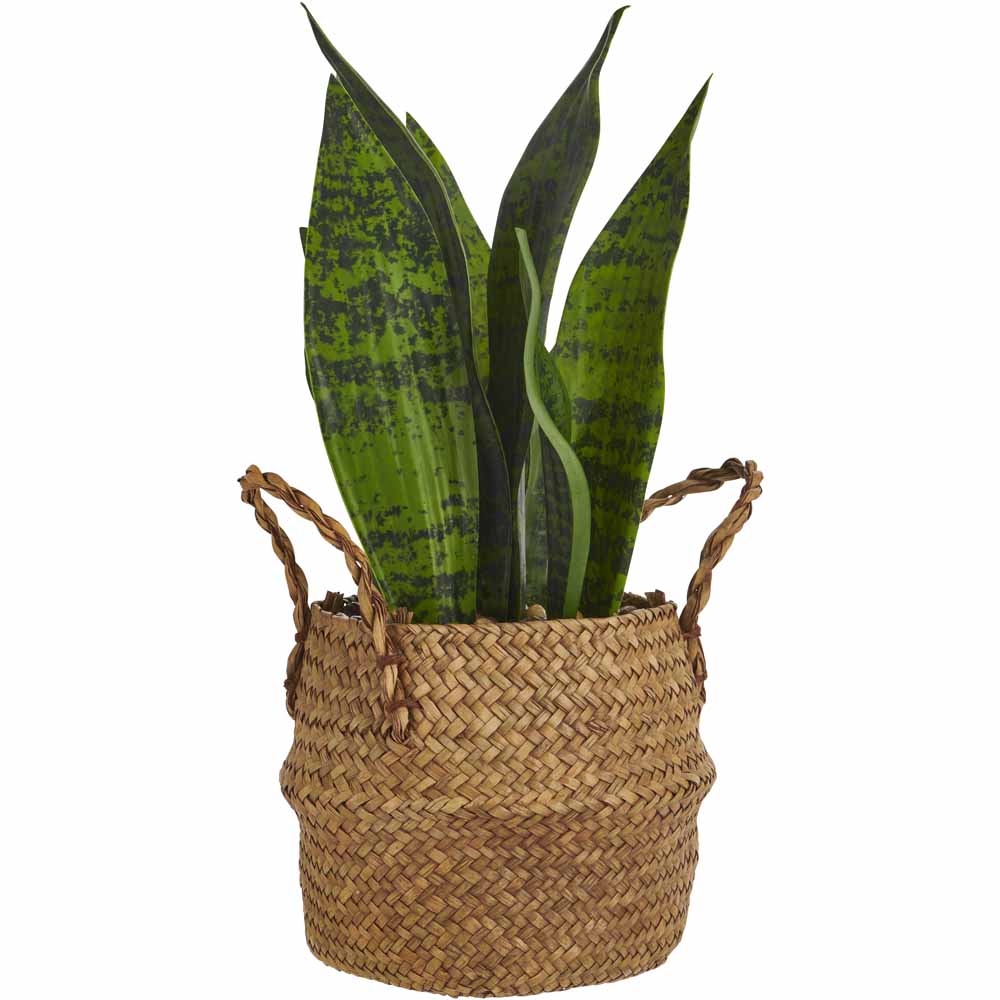 Wilko Green Snake Plant in Seagrass Basket Image 2