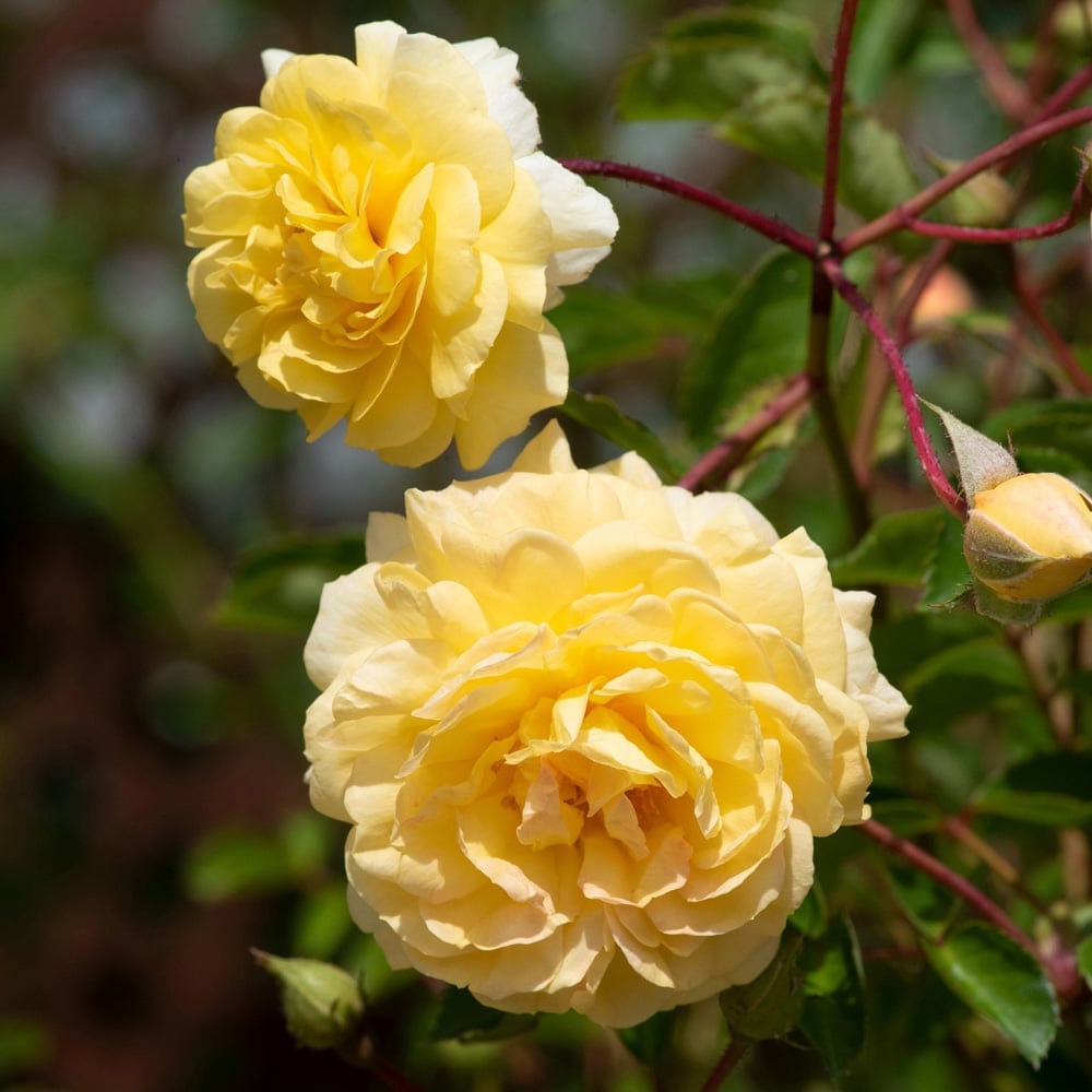 Thompson and Morgan Rose Scentifall Lemon Potted Plant 9cm 2 Pack Image 3