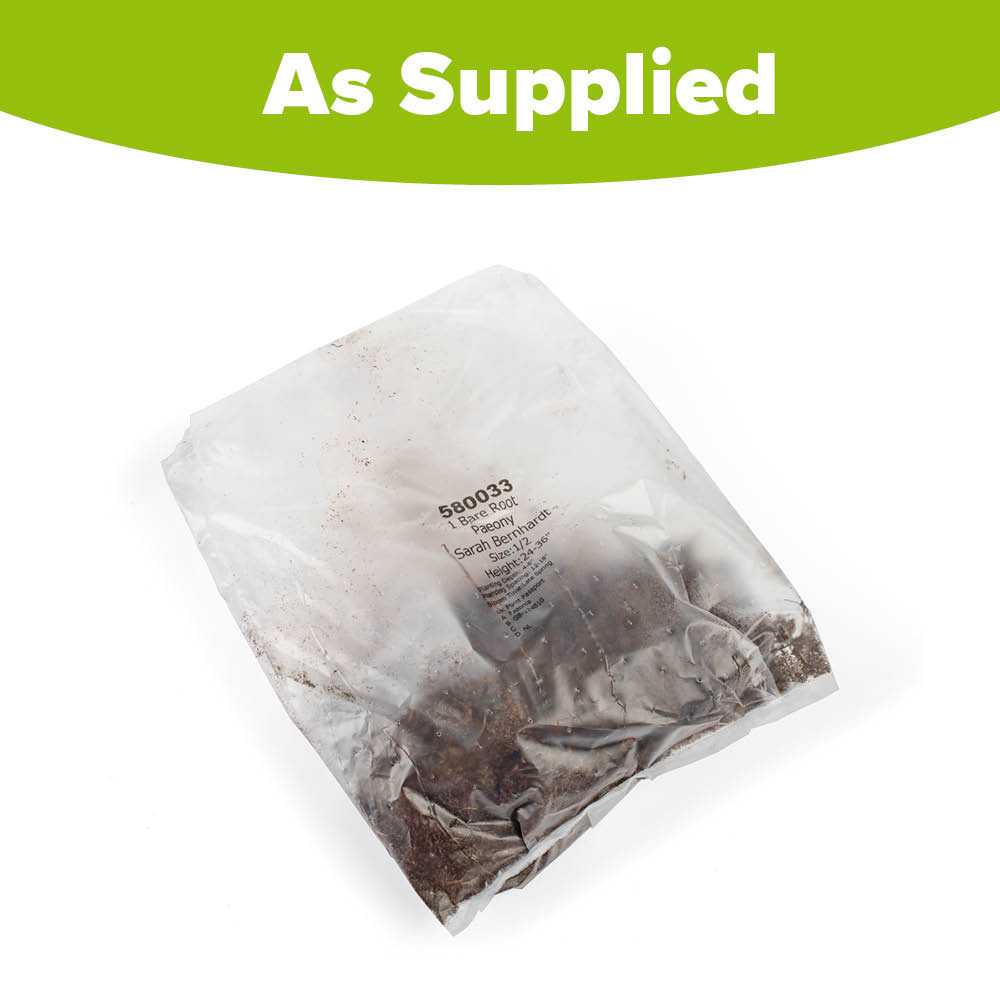 YouGarden Peony Sarah Bernhardt Bare Root 3 Pack Image 4