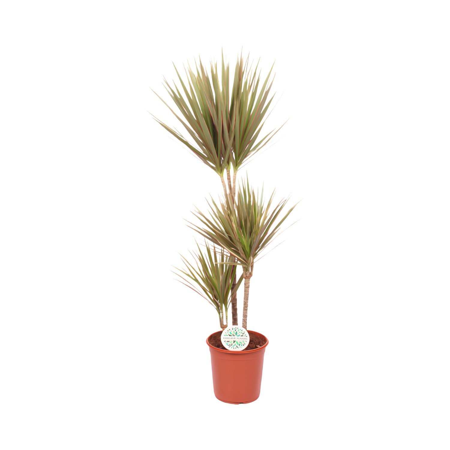 3 Stem Dracaena Houseplant Image