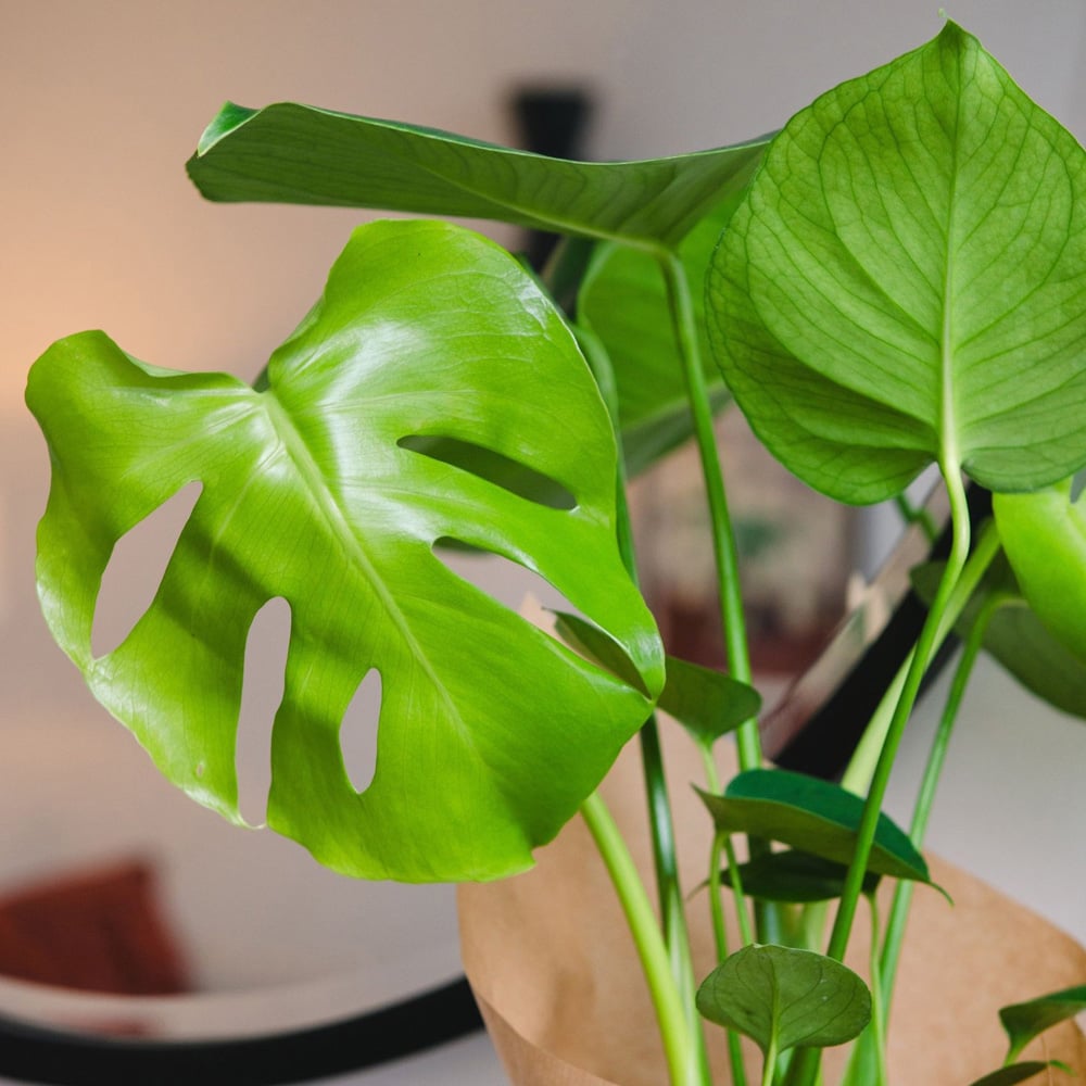 BloomingBritish Monstera Deliciosa Cheese Plant Image 3