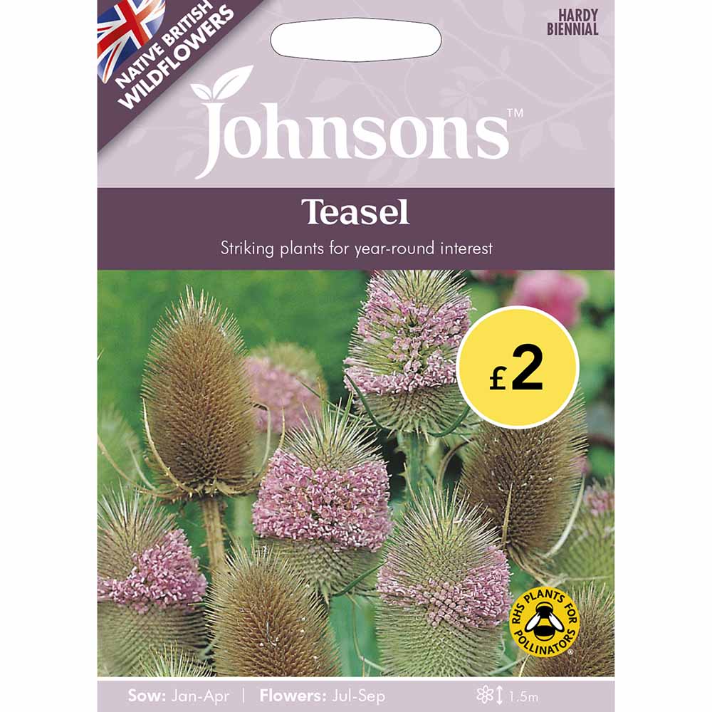 Johnsons Seeds Wild Flower Teasel Image 2