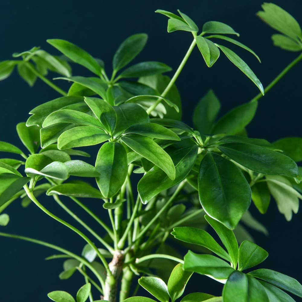 Thompson & Morgan Lova Schefflera Lava Plant on Wooden Tray Image 2