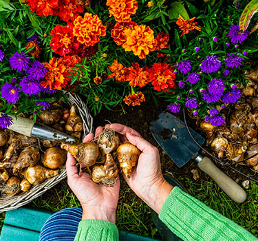 grow-bulbs-blog.jpg