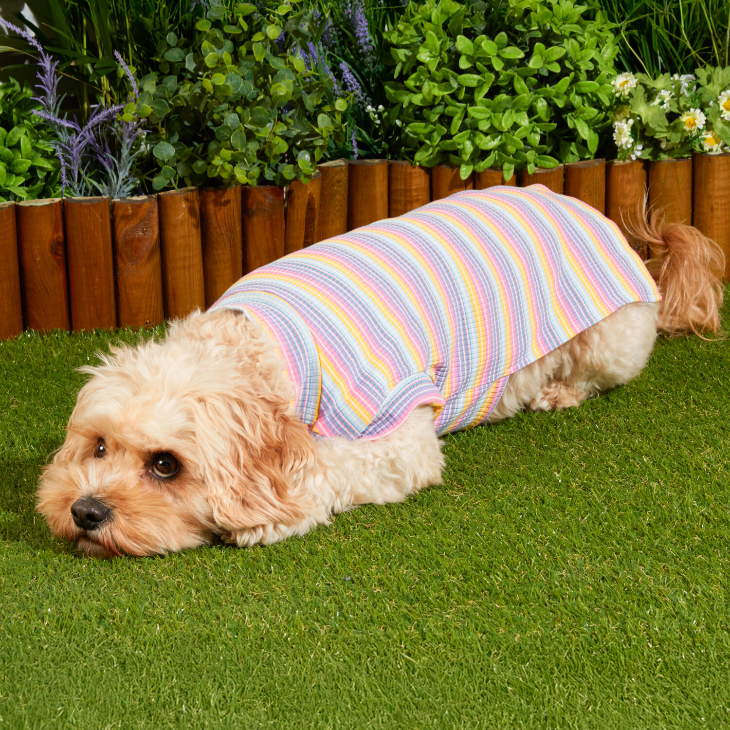 Striped Pet Jumper - Multicolour / 23cm Image 7