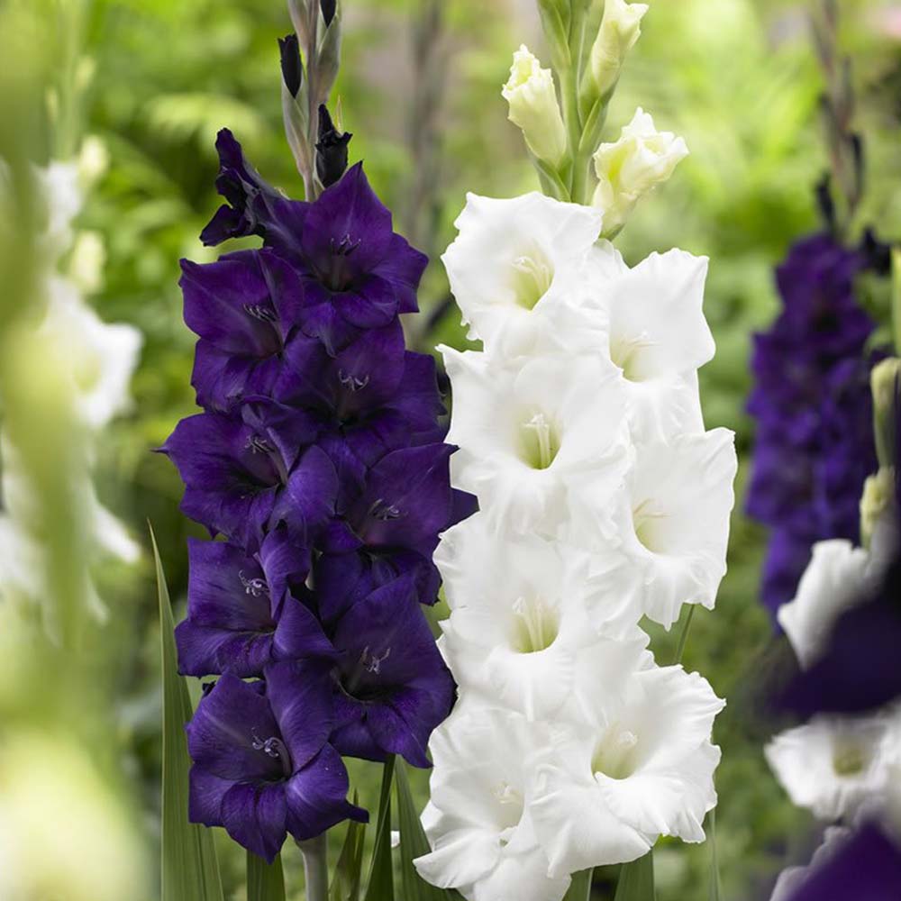 Wilko Gladioli Large Flowering Sweet Dreams 12-14cm Spring Planting Bulbs 10 Pack Image