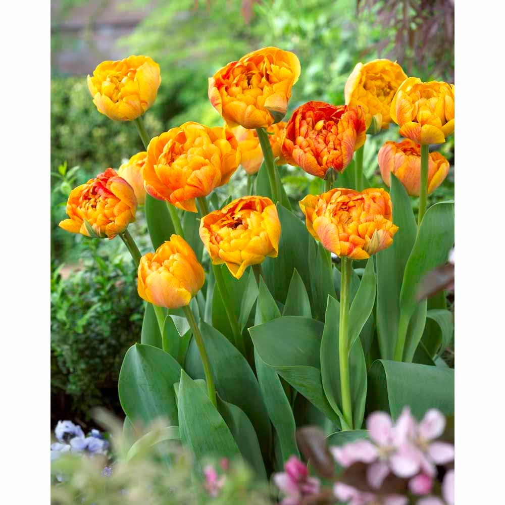 Wilko Tulips Sunlover Autumn Planting Bulb 8 Pack Image 2