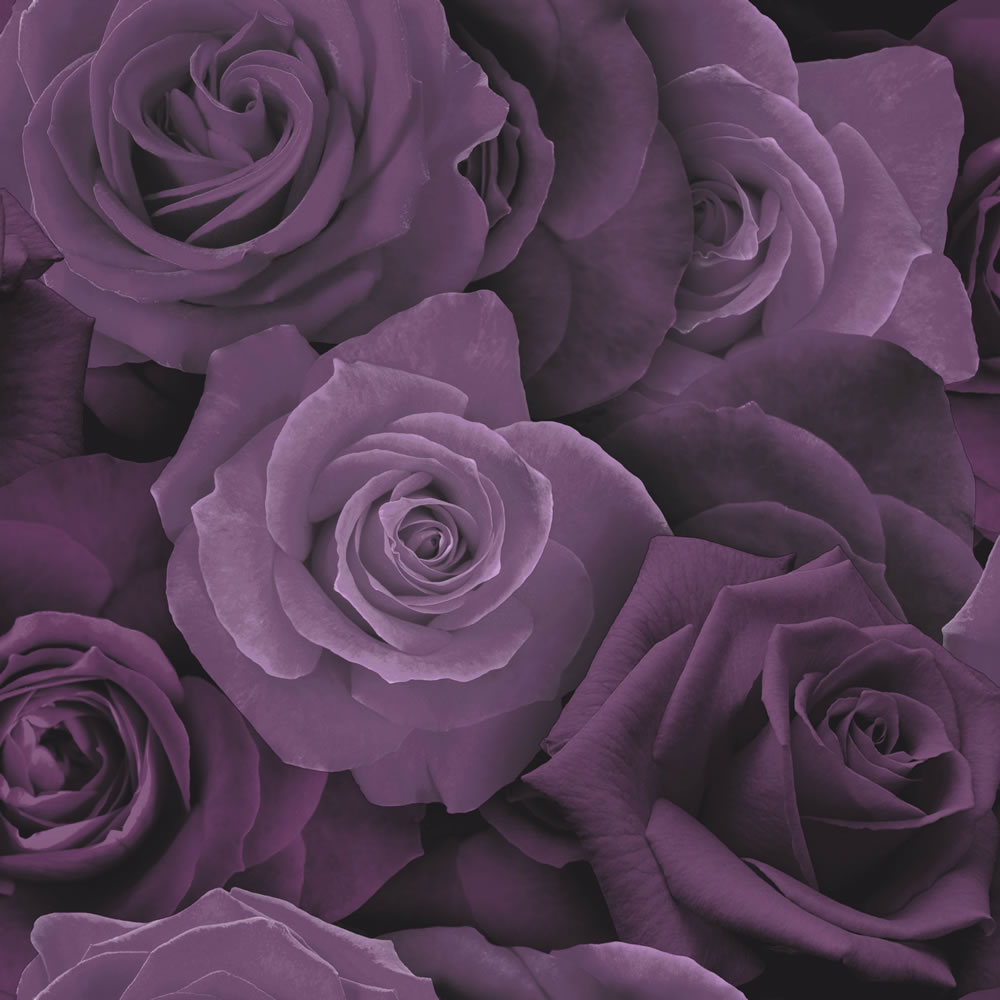 purple rose wallpaper