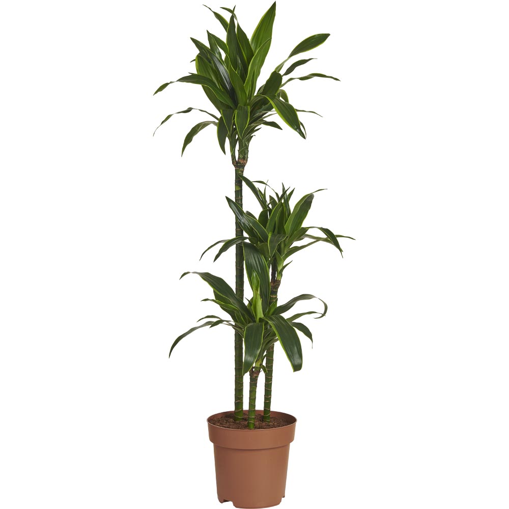 Wilko Dracaena Fragrans Arturo Plant 130-150cm Image 1