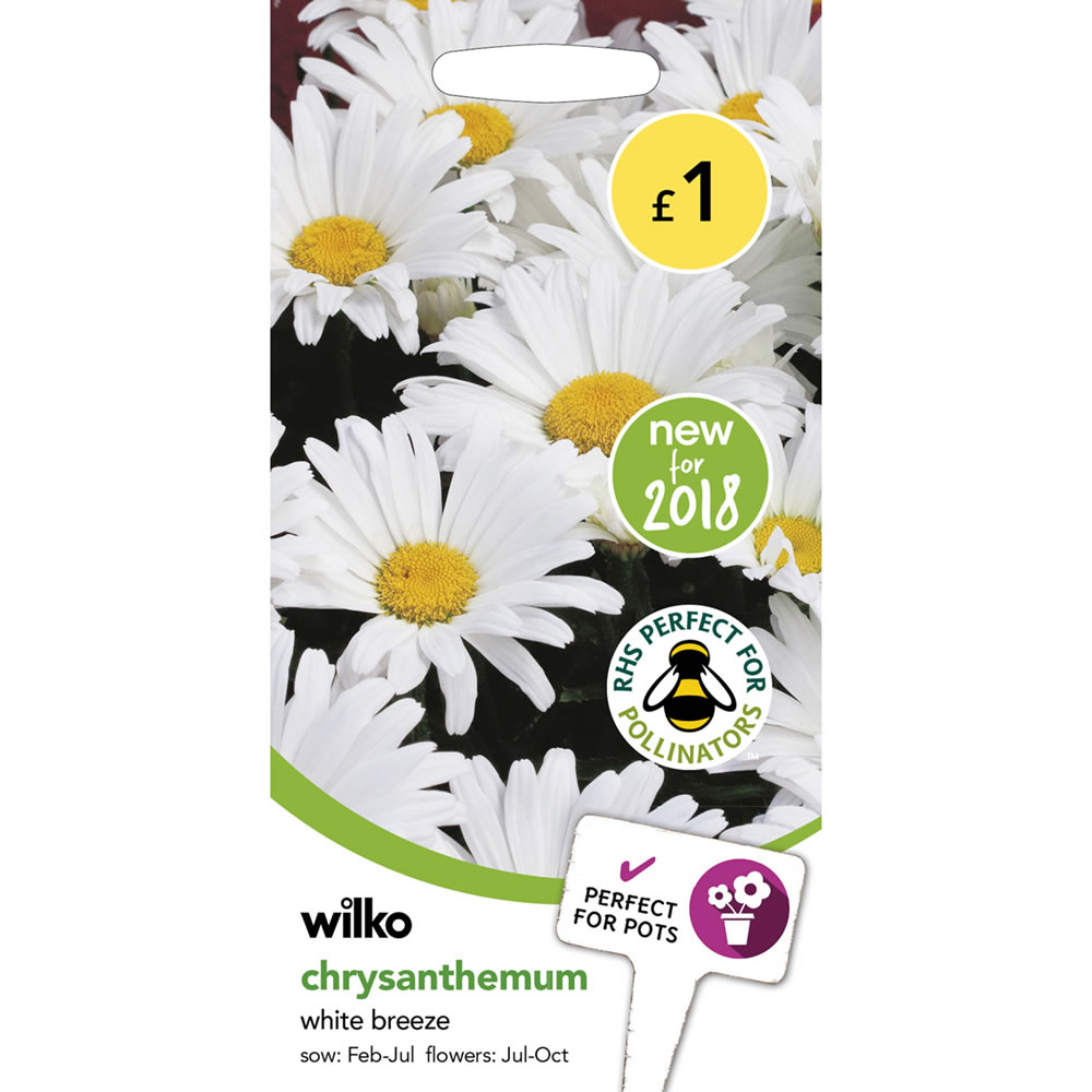 Wilko Chrysanthemum White Breeze Seeds Image 2