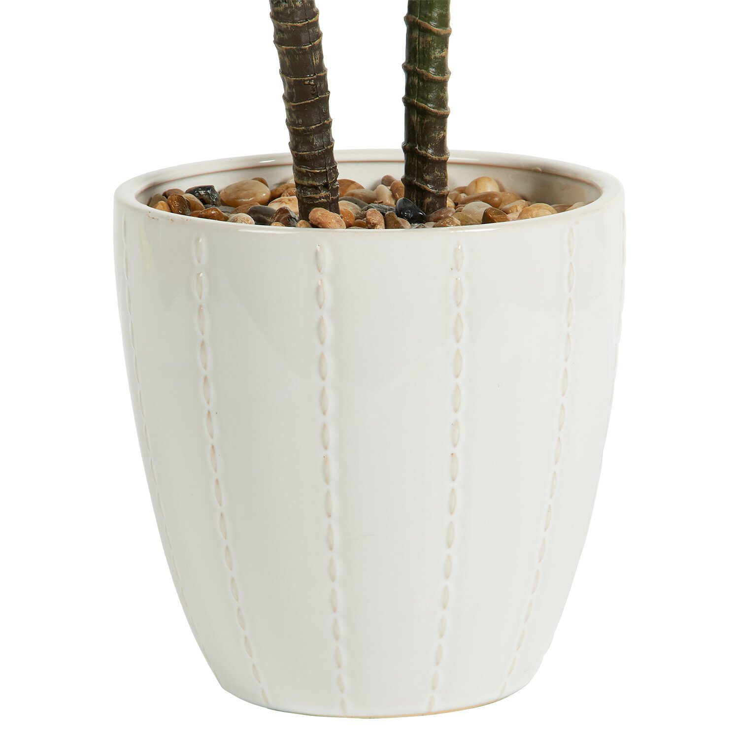 Dragon Tree in Ceramic Pot - Green and White Image 6