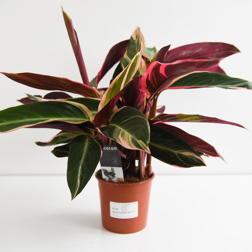 Thompson and Morgan Stromanthe Sanguinea Triostar Plant in Pot 14cm Image 4
