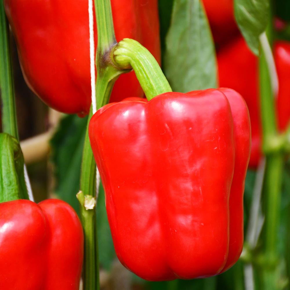 Thompson and Morgan Pepper Sweet Solario Grafted Plant Pot 9cm 3 Pack Image 1