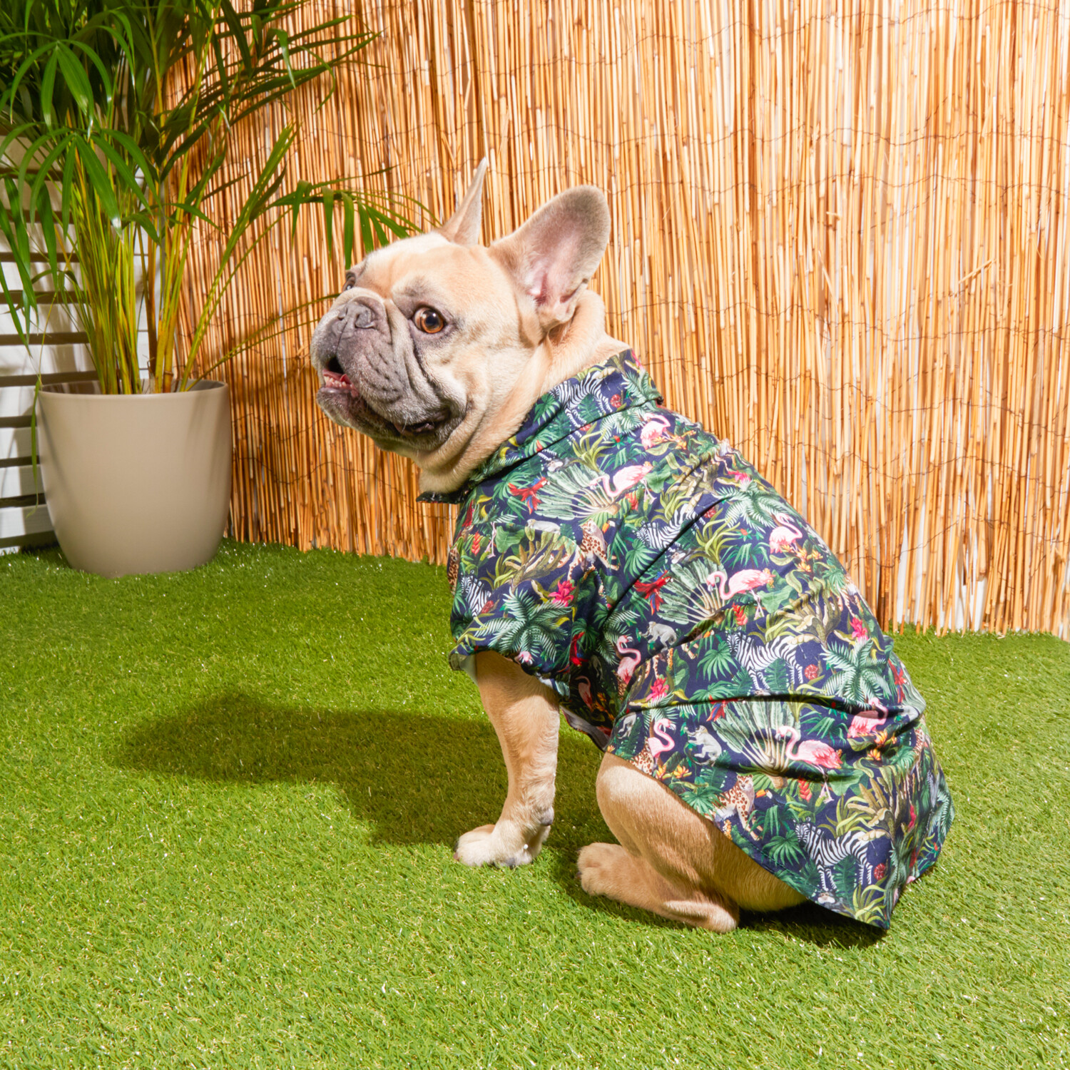 Eden Pet Shirt - Multicolour / 50cm Image 3