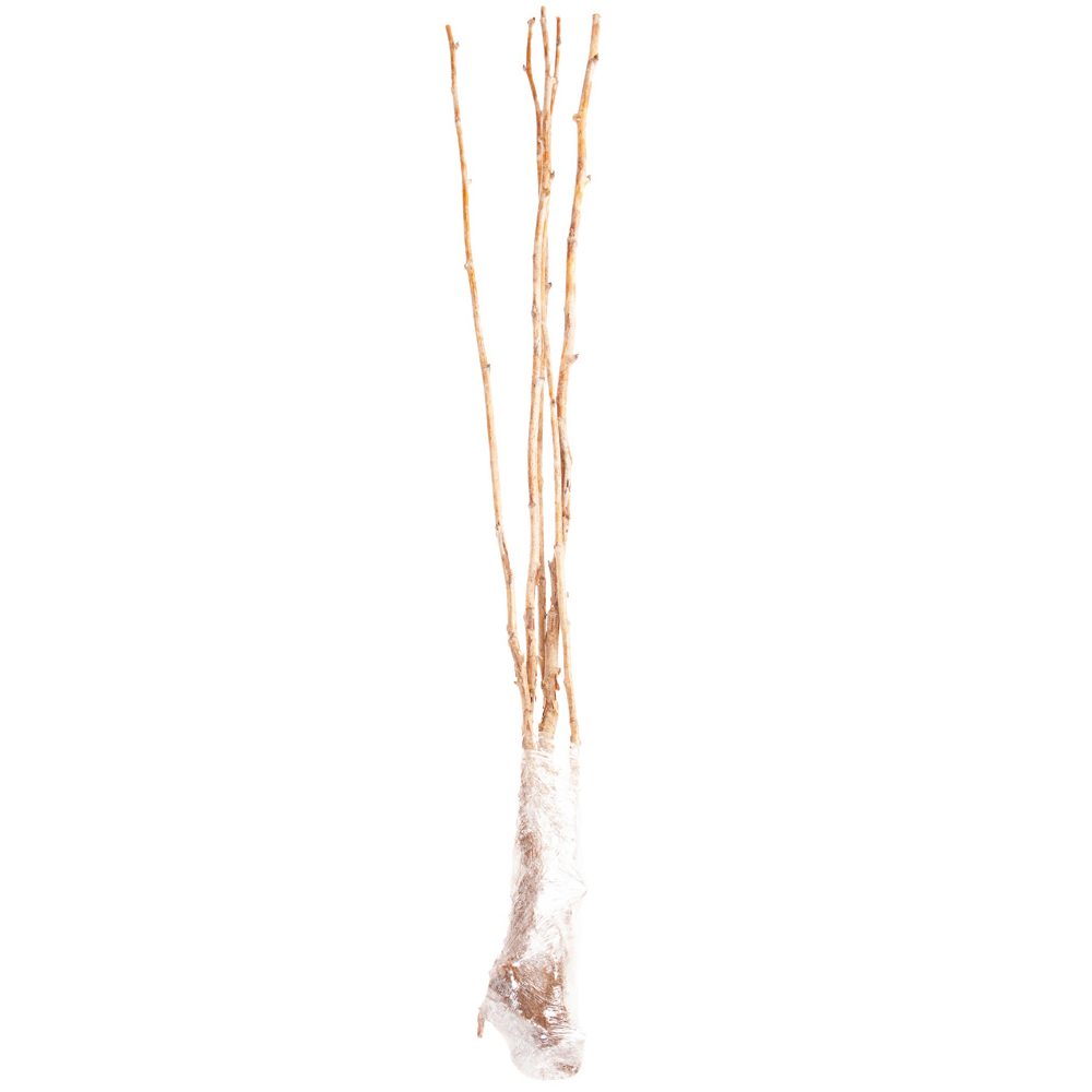 YouGarden Raspberry Glen Ample Long Canes x 10 Image 2