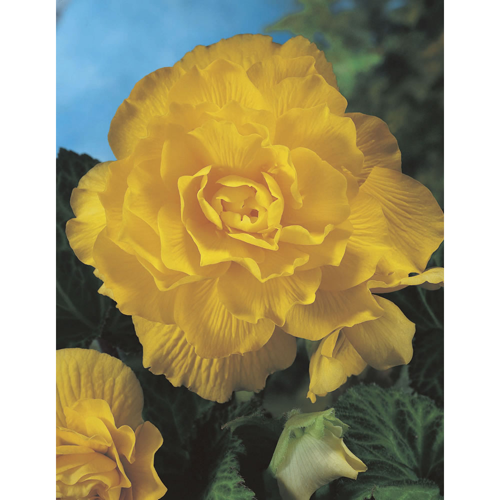 Wilko Begonia Double Yellow 5-6cm Spring Planting Bulbs 3 pack Image