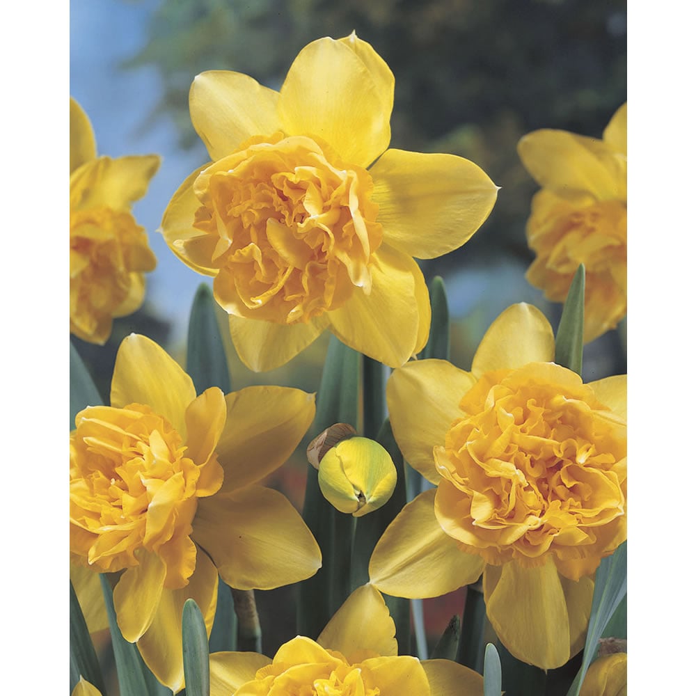 Wilko Dick Wilden Daffodil Bulbs 6 Pack Image 2