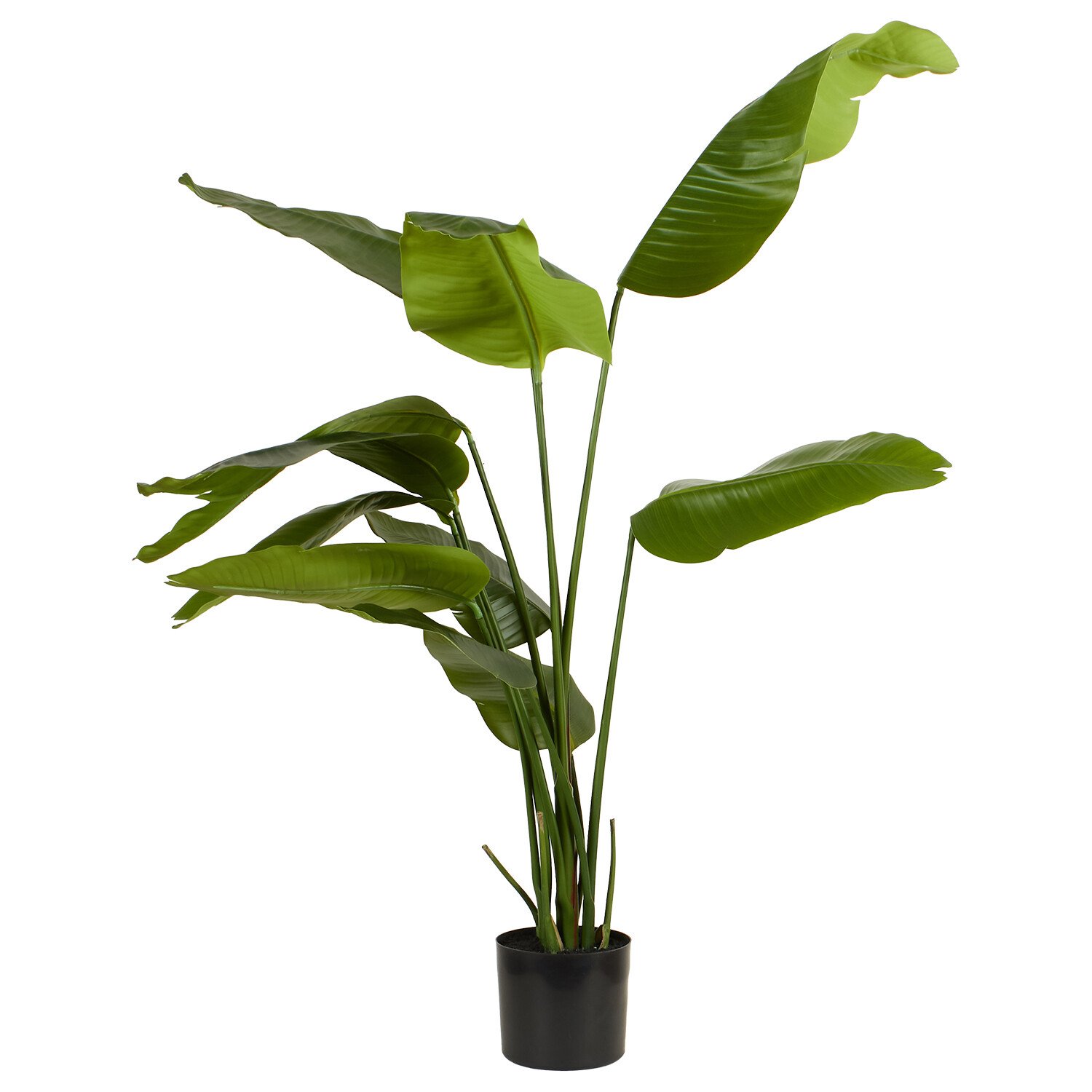 Travellers Palm Tree - Green Image 3