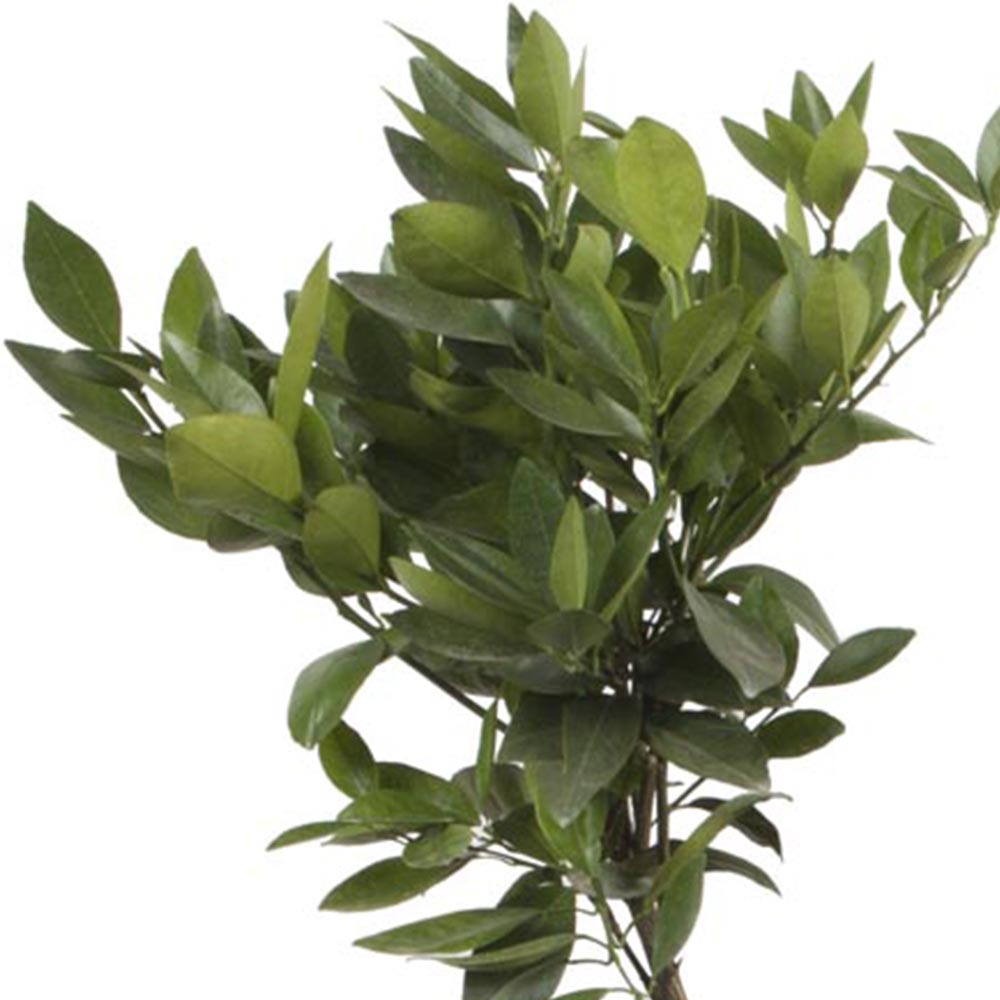 YouGarden Large Orange Tree 4/5L Pot Image 5