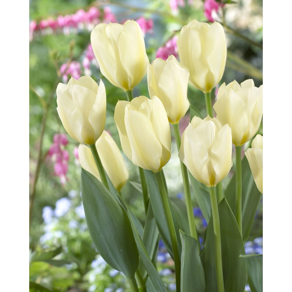 Wilko Autumn Bulbs Tulip White Emperor 10pk Image